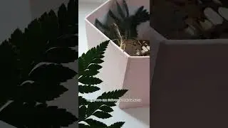 Как выращивать бабочек дома