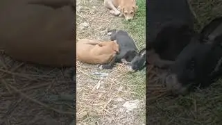 baby dogs sad video |baby dogs brother die