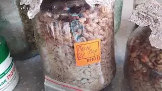 Первый массовый сбор огурцов  Заселение ГлиоВера
