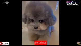 POUTING#BABY#PUPPY#CUTE#귀여운아기동물#강아지힐링영상#폭싹속았수다#동물농장#AI#아기동물영상#LAUGHS#HAPPY#HEALING#RELAX#NATURE#ASMR