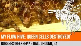 My Flow Hive: Week 11 - The Queen is Dead, Long Live the Queen