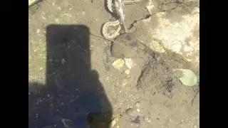 Змея жрет жабу под водой