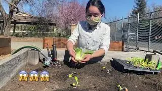 What's Growing in the Garden?  Eat Bok Choy, Grow Bok Choy