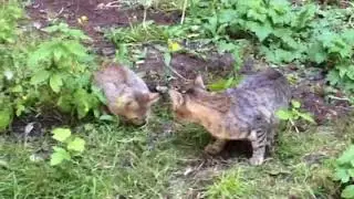 Котятки )