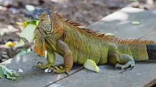 Green iguana: From Ranforest Royalty to Global Traveler | timelesstales