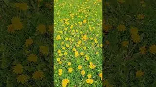 Lawn Care