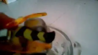 HotWheels Color Shifter Creature: Buzzkill, Mega-Duty And Piranha Terror.