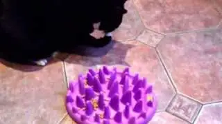 My cat Fatty with his NorthMate Catch cat feeder!