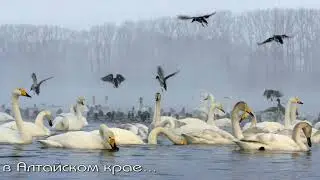Whooper swans on Lake Svetly in the Altai Territory.