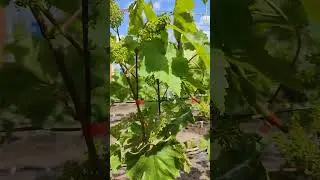 Do this before flowering!!! And you'll have a wonderful harvest! WhatsApp 89885453295 