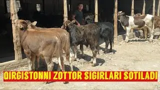 Qirgistonni zotdor sigirlari va buqachalari