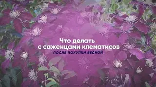 Покупка клематисов рано весной