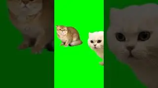 кот бьёт кота футаж