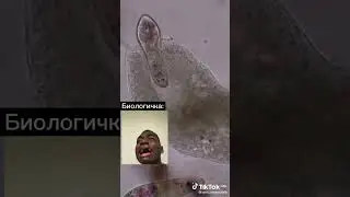 мем