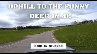 Driving through Allgäu heading to the restaurant The funny deer in 4K | Germany