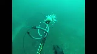 Gag Grouper Ambush