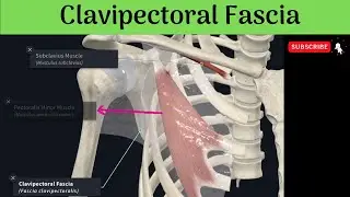 Clavipectoral Fascia | Extent | Modifications | Structures piercing the fascia