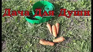 Сажаем МОРКОВЬ на собственные семена