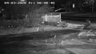 Foxes are back this year.
