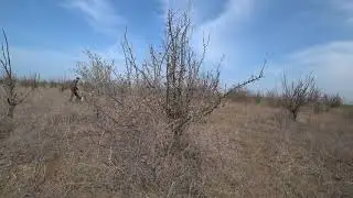 альт лола куропатка 28.03.2020.