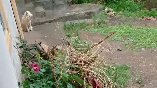 Heavy rainfall with cloud burst/thunder sounds & lightening strikes/Brown Stray pup sleeping 