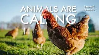 Why we all deserve better than factory farming | Animals are Calling #Podcast