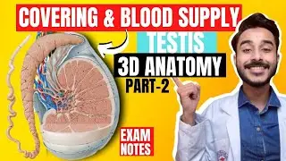 covering of testis anatomy 3d | blood supply of testis anatomy | nerve supply of testis anatomy