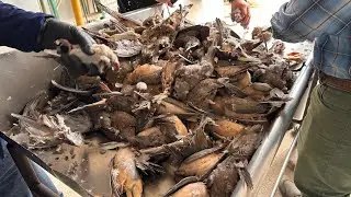 South Texas Opening Day Dove season at Thompson Hunting Lodge ! #dovehunting #wingshooting