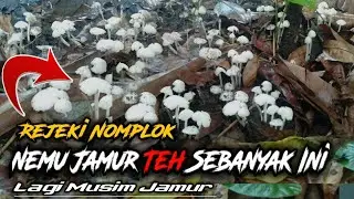 Madura Musim Jamur Teh gays