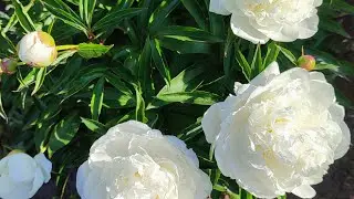 цветут пионы Ширли Темпл, Паула Фей, Фестива Максима и другие🌸🌸🌸