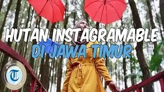 8 Hutan di Jawa Timur, Wisata Alam yang Instagramable
