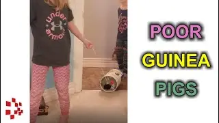 Kids Torturing Guinea Pig