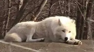 Sleepy Silver Wolf