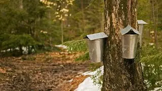 Call Of The Wild -New England Mountains- Ep.2 - Maple Syrup And Greeting The Ol' Doc