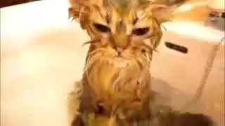 Best Funny CATS COMPILATIONS    Самые смешные ПРИКОЛЫ С КОТАМИ