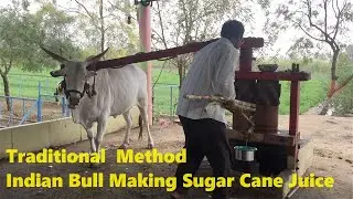 Traditional Bull-Driven Sugarcane Juice Making | Authentic Village Method |
