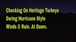 ❄️Winter Storm Serenity: Heritage Turkeys 🦃Roosting at Dawn