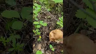 На разведку по грибы