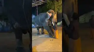 🐘🐘🐘🐘