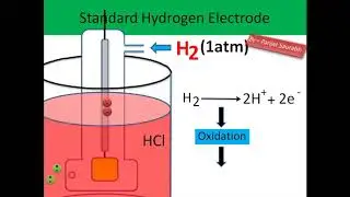 SHE (Standard Hydrogen Electrode)