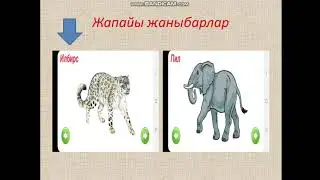 Жапайы жаныбарлар