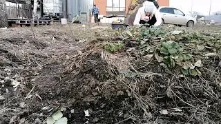 первая обработка клубники весной
