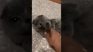 #funny #pets #catcomedy #catvideos #cat #comedymusic #kitten #funnymusic #catlover #funnymusic