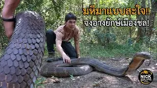 Luydib EP. 56 Huge and satisfying!! Giant King Cobra of Chonburi! Giant King Cobra Thailand.