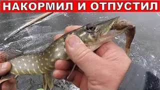 Рыбалка на жерлицы зимой 2021.Жерлицы на щуку.Щука на жерлицы зимой.Рыбалка на щуку зимой.Жерлицы