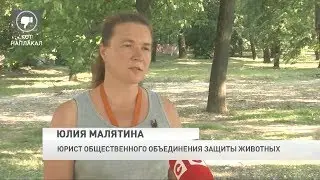 Корреспонденты СТВ поговорили с хозяином кота на поводке из нашумевшего видео
