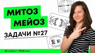 ВСЕ ПРО МИТОЗ МЕЙОЗ | ЕГЭ РАЗБОР ЗАДАНИЙ № 27
