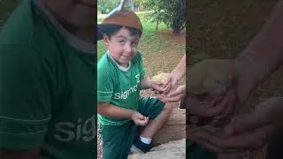 PINE TREE FARM - infantil 3 AT