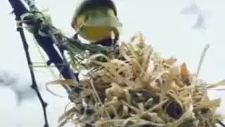 Allahın möcüzəsi