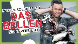 Wie du deinem Hund das BELLEN abgewöhnst [effektiv und einfach]
